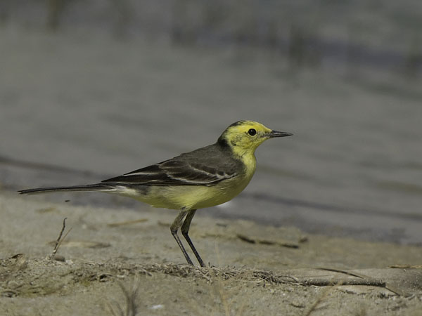 Sitruunavästäräkki, Citrine Wagtail, Motacilla citreola